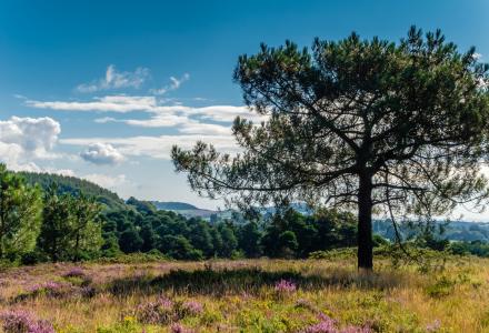 Woodbury Common