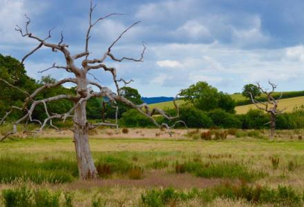 A photo of Cranbrook Country Park