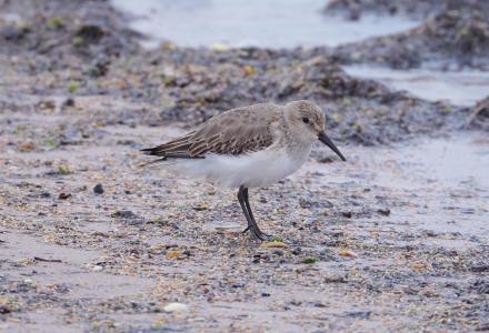 A photo of a Dunlin in Winter plumage - photo courtesy Lee Collins