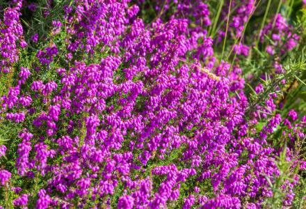 A photo of heather in bloom - photo courtesy Malcolm Jarvis