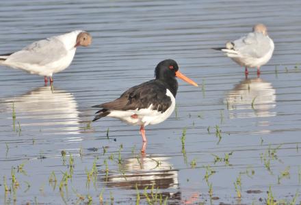 A photo of an Oystercatcher - photo courtesy Lee Collins