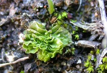 A photo of Petalwort - photo courtesy R.V. Lansdown