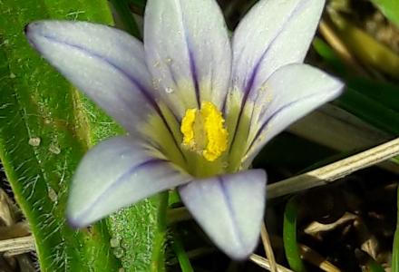 A photo of a Sand Crocus - photo courtesy Phil Chambers