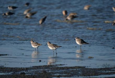 Photo of Grey Plover near shoreline