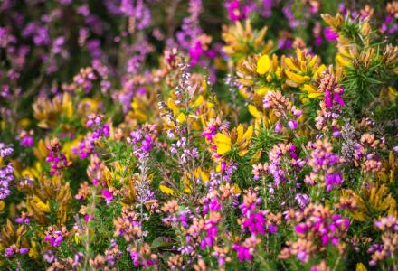 A photograph of gorse and heather