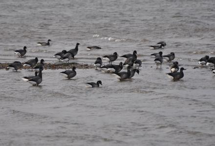 brent geese