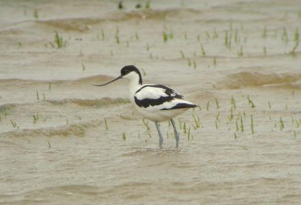 avocet