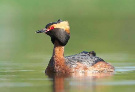 slavonian grebe