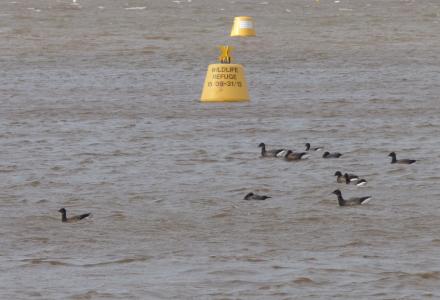 brent geese safely inside the Exe Estuary wildlife refuges