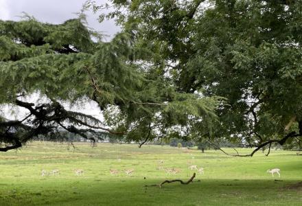 Deer in the powderham deer park