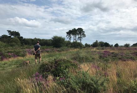 A heathland landscape with a person and a dog