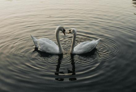 two swans in the river