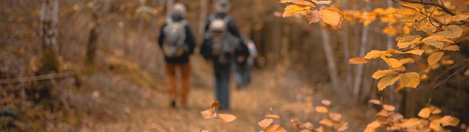 A few people trekking through a forest in autumnal orange