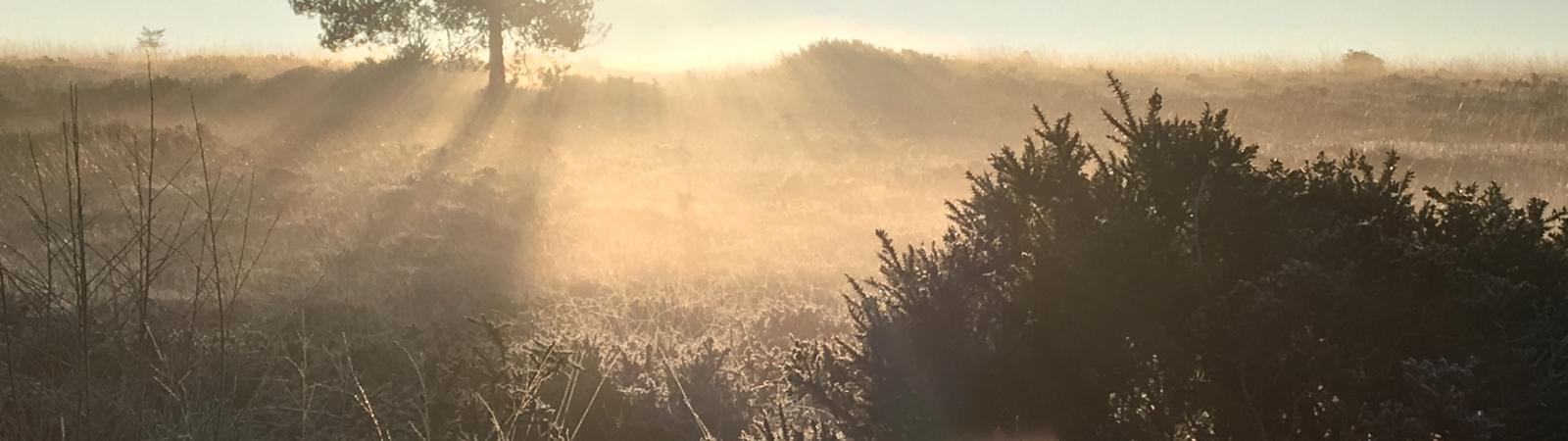 A sunlit photograph of the Pebblebed Heaths