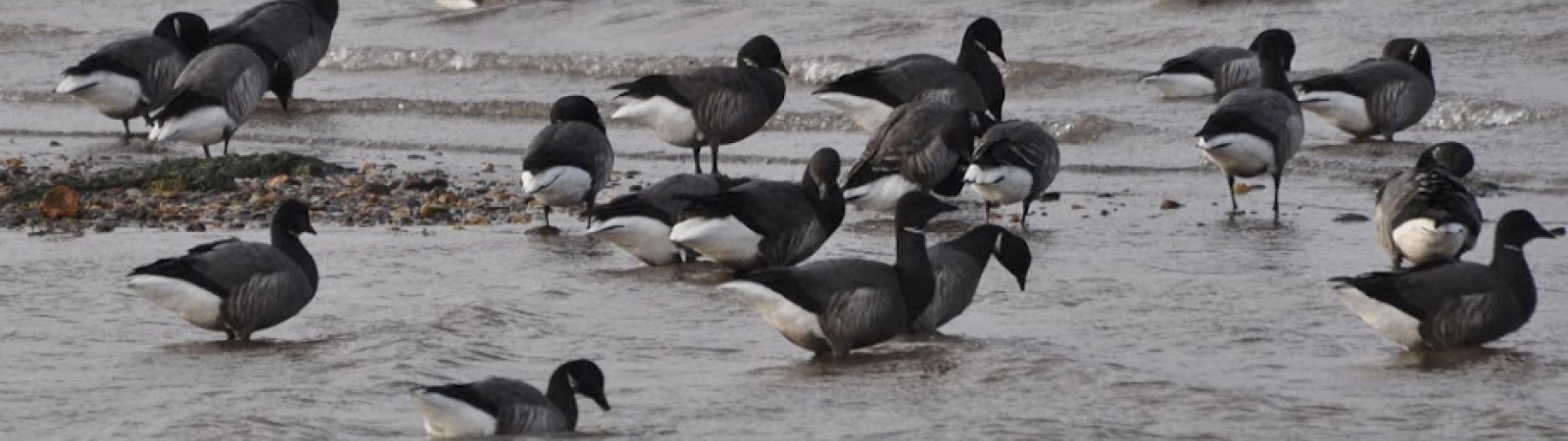 A Photo of Dark-bellied Brent Geese on the shoreline, Exe Estuary